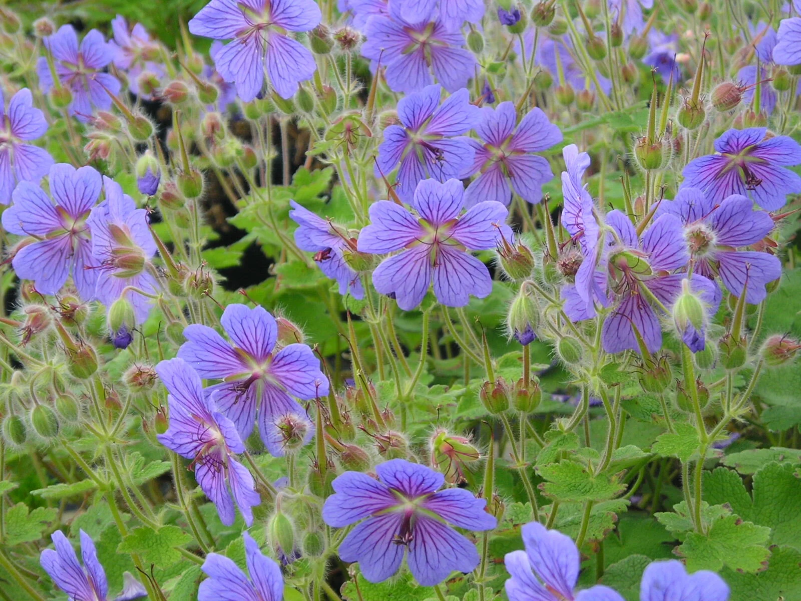 Geranium 'Terre Franche'
