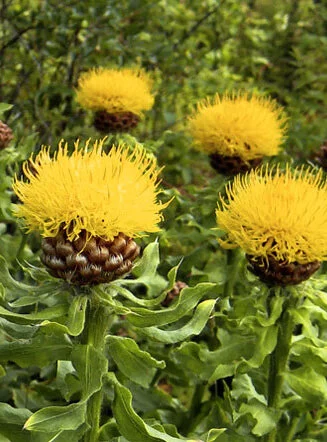 Centaurea macrocephala