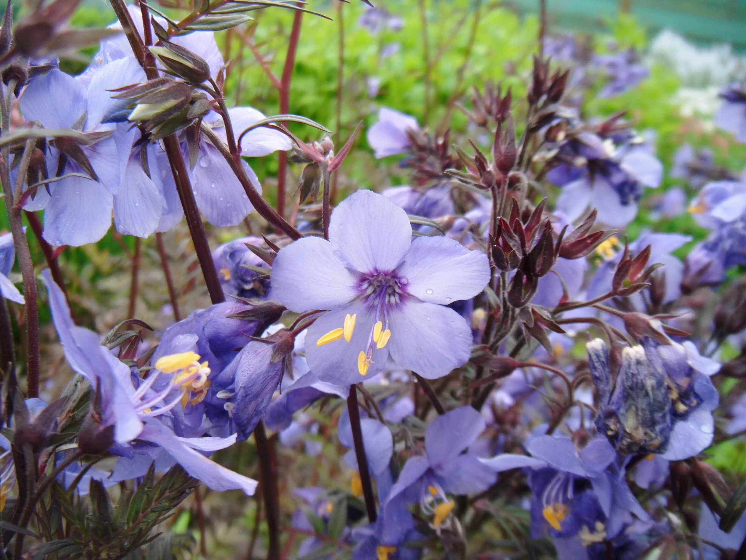 Polemonium yezoense hidakanum 'Purple Rain'
