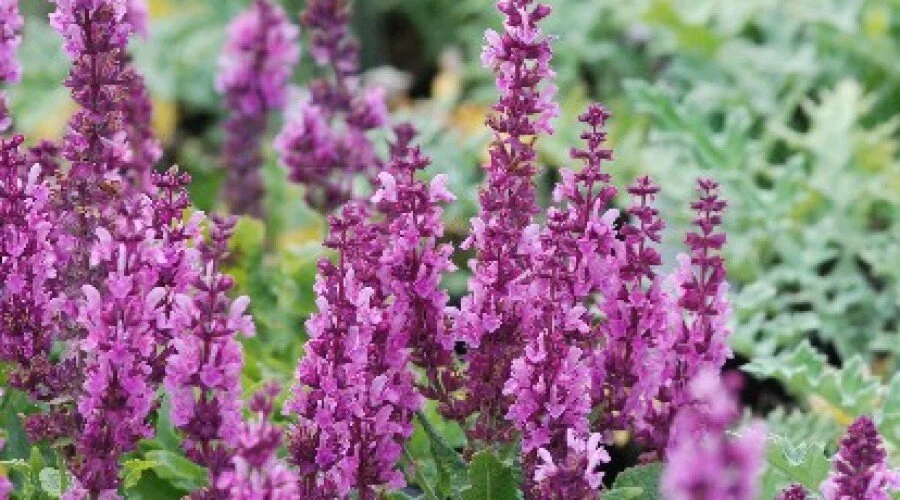 Salvia superba 'Merleau Rose'