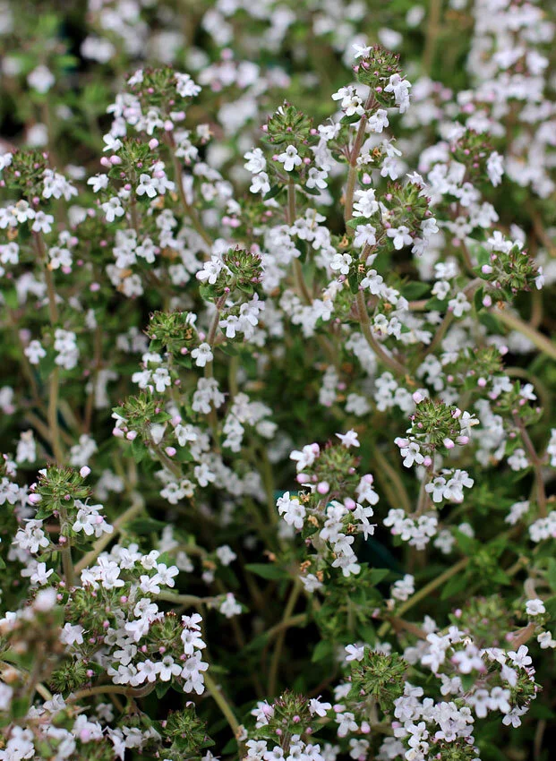 Thymus 'Fragrantissimus'