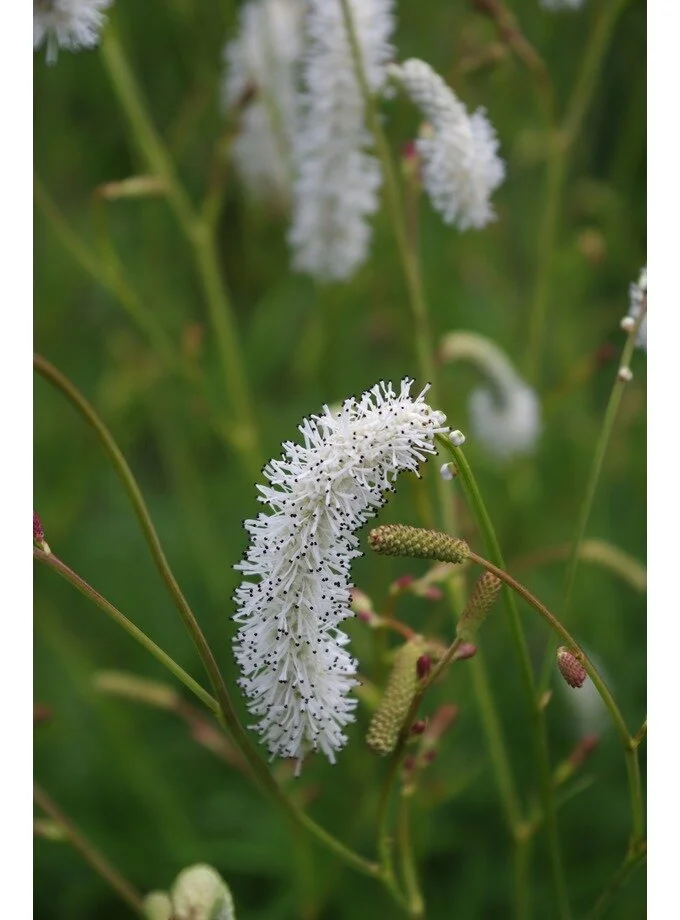 Sanguisorba tenuifolia alba