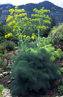 Ferula communis