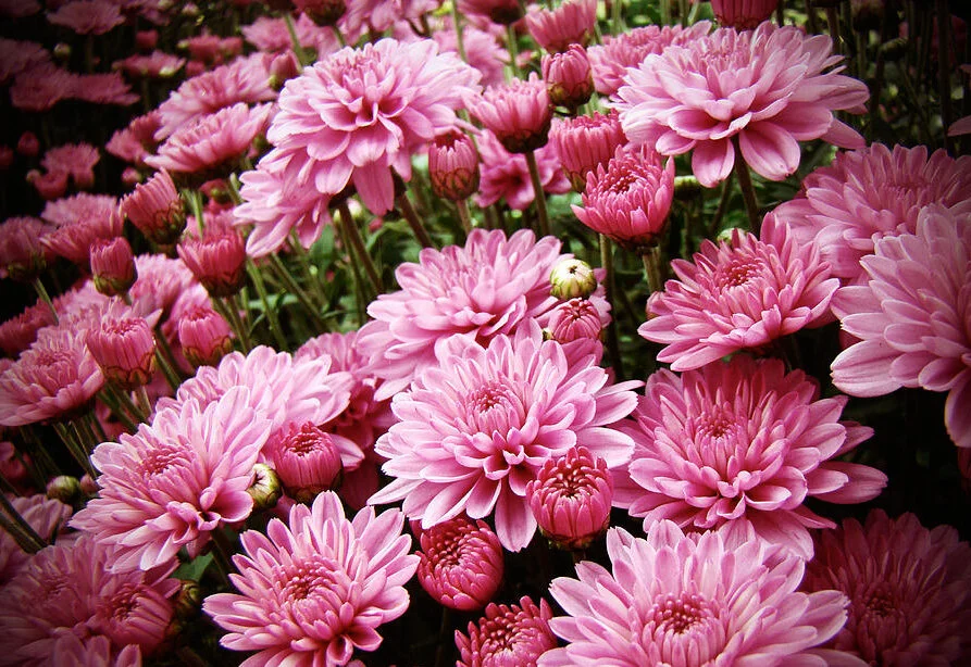Chrysanthemum 'Romantica'