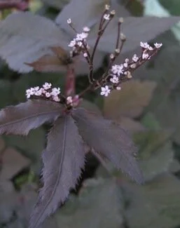 Cryptotaenia japonica 'Atropurpurea'