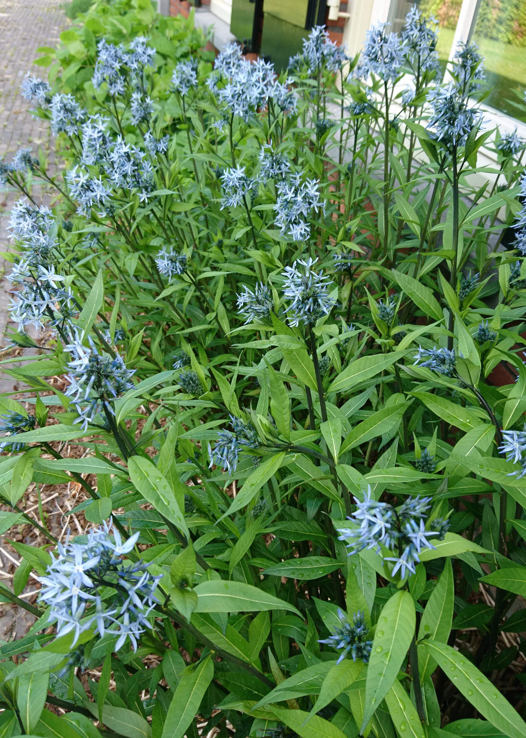 Amsonia orientalis