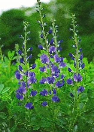 Baptisia australis