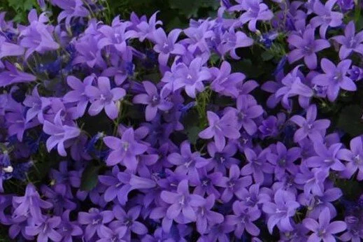 Campanula portenschlagiana 'Catharina'