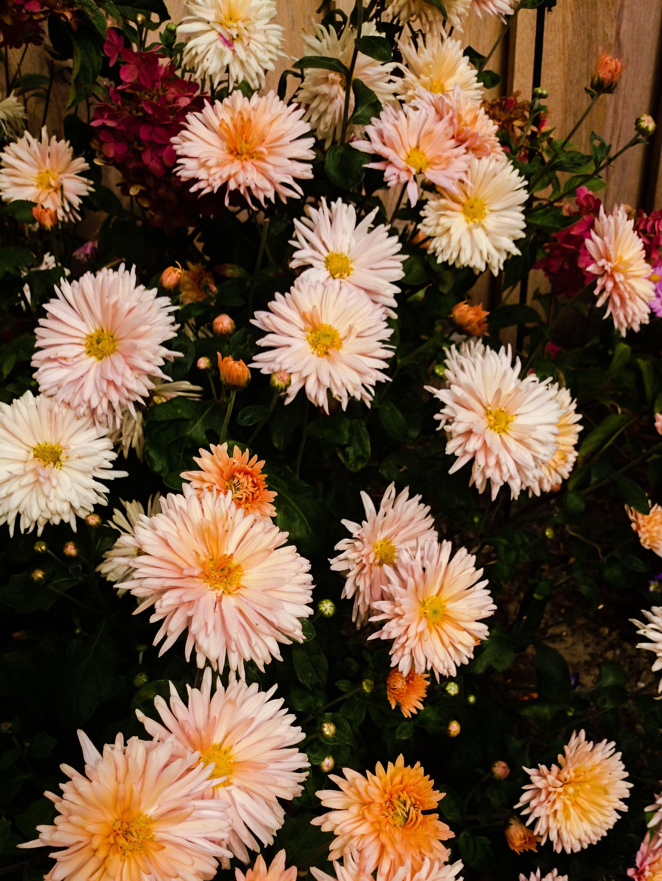 Chrysanthemum 'Esther'