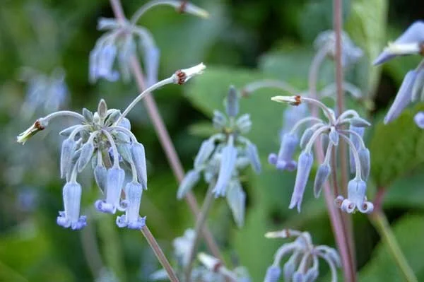 Clematis stans