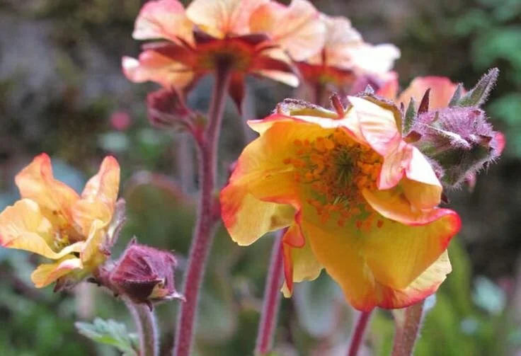 Geum 'Beech House Apricot'