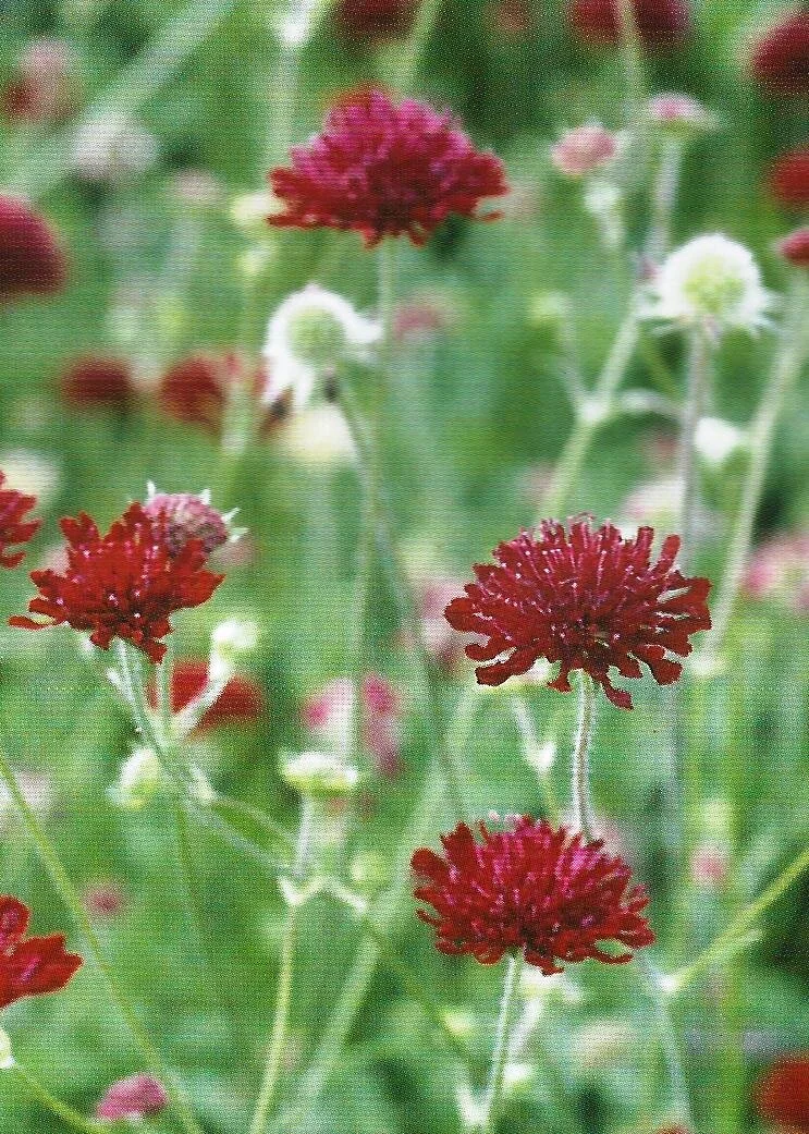 Knautia macedonica