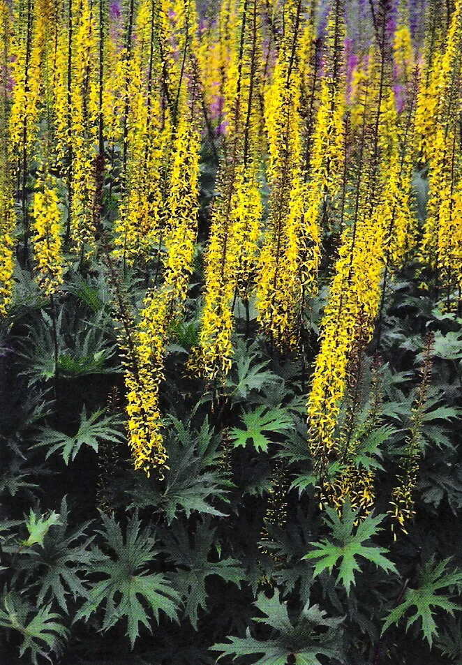 Ligularia przewalskii