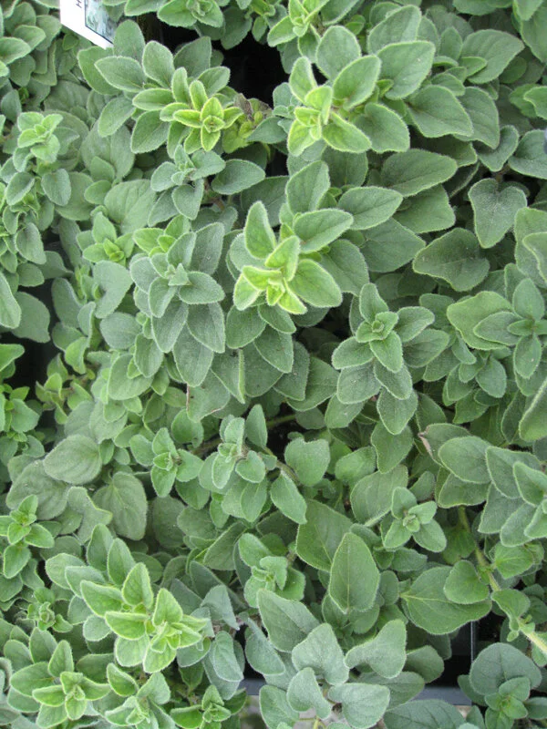 Origanum 'Hot and Spicy'