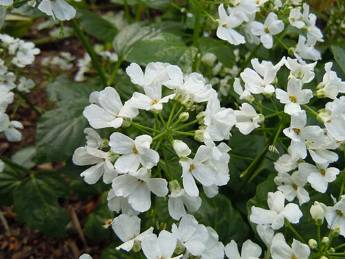 Pachyphragma macrophylla