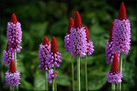 Primula vialii