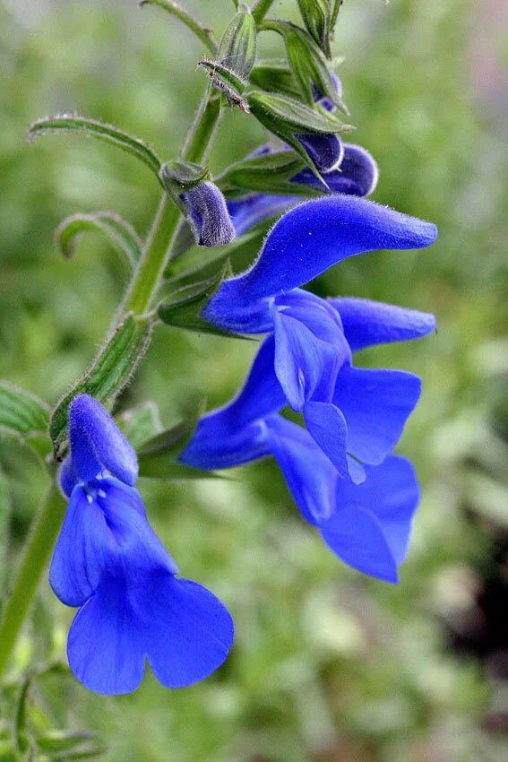 Salvia patens