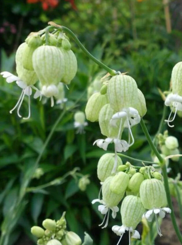 Silene, species ex Uzbekistan