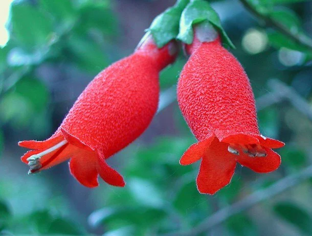 Mitraria coccinea