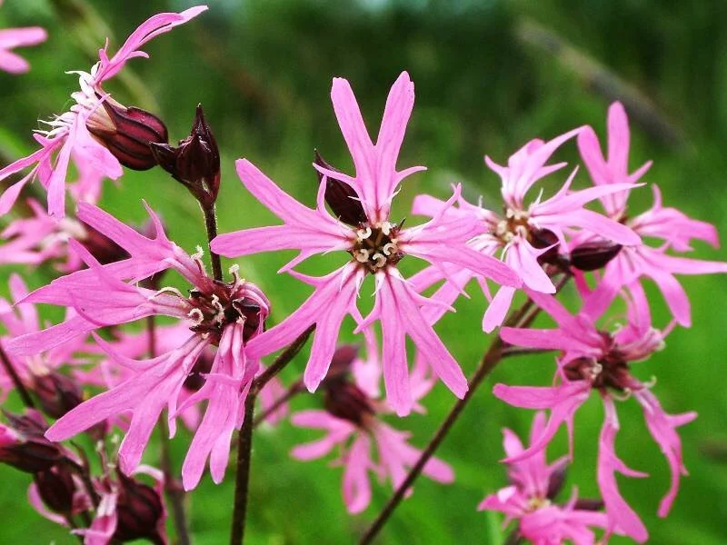 Lychnis flos-cuculi