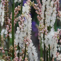 Actaea japonica 'Cheju-do'