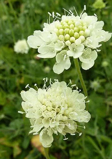 Scabiosa columbaria ochroleuca 'Moon Dance' — Caherhurley Nursery