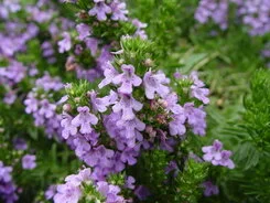 Satureja montana illyrica
