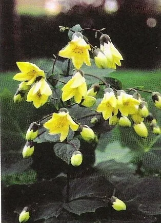 Kirengeshoma palmata