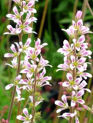 Francoa sonchifolia
