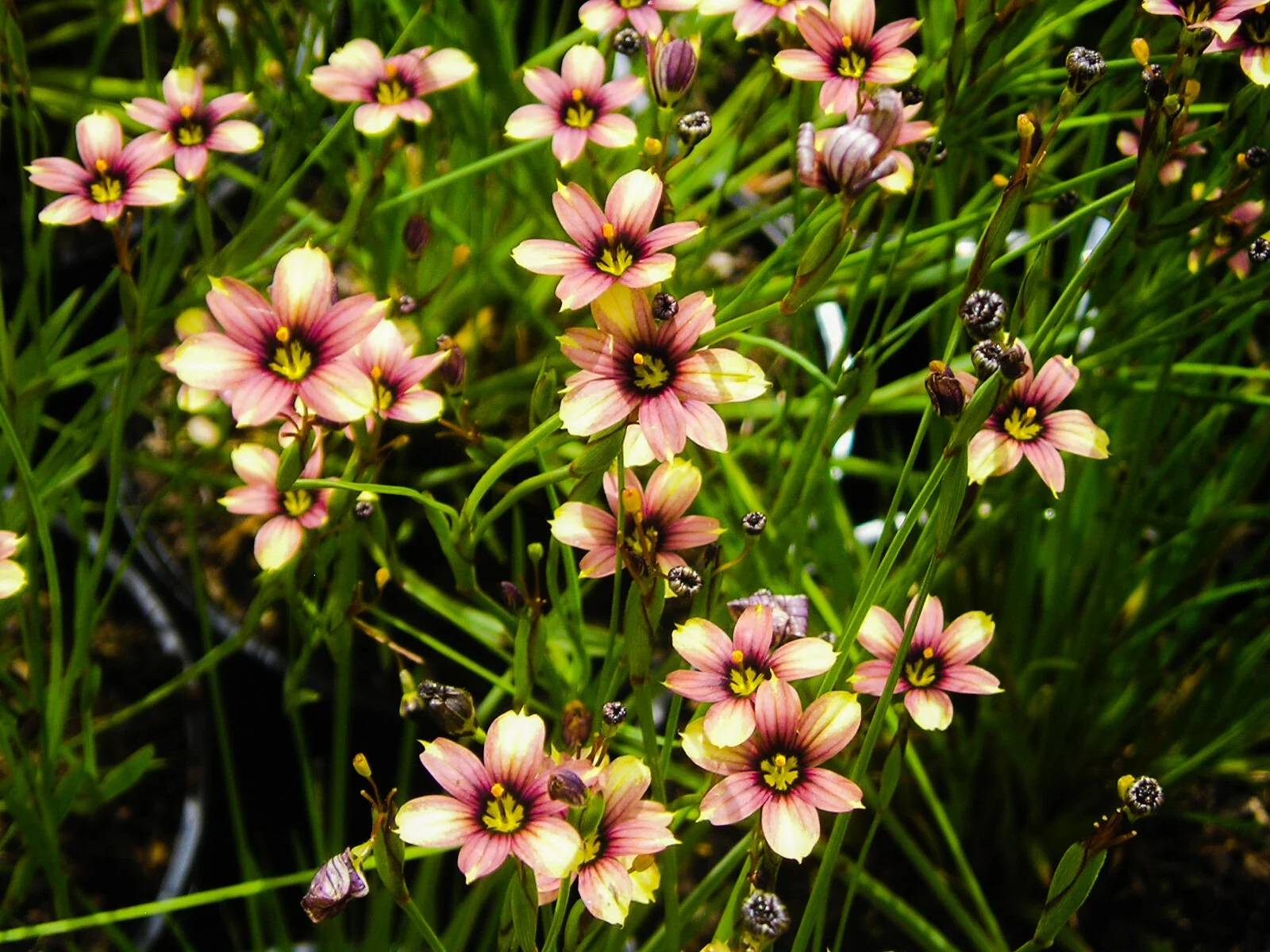 Sisyrinchium 'Biscutella'