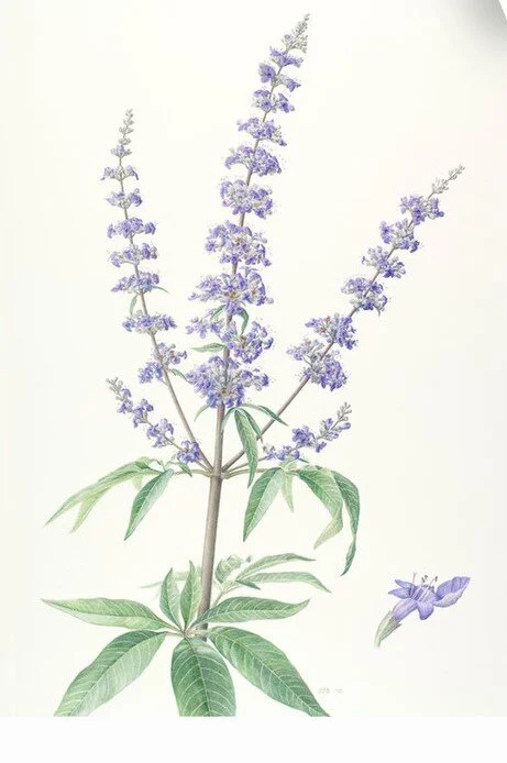 Vitex agnus-castus