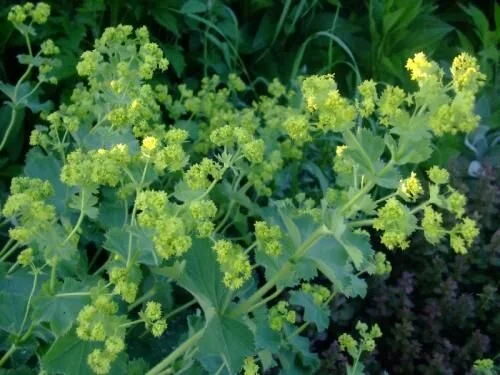Alchemilla fulgens