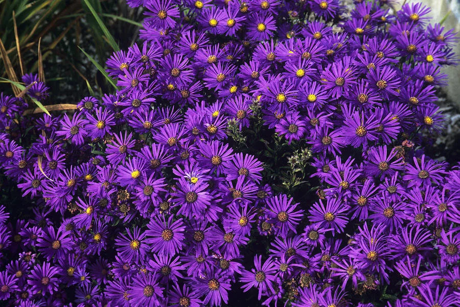 Aster amellus 'Veilchenkönigin'