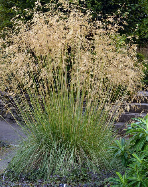 Stipa gigantea