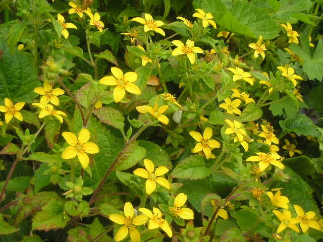 Chrysogonum virginianum