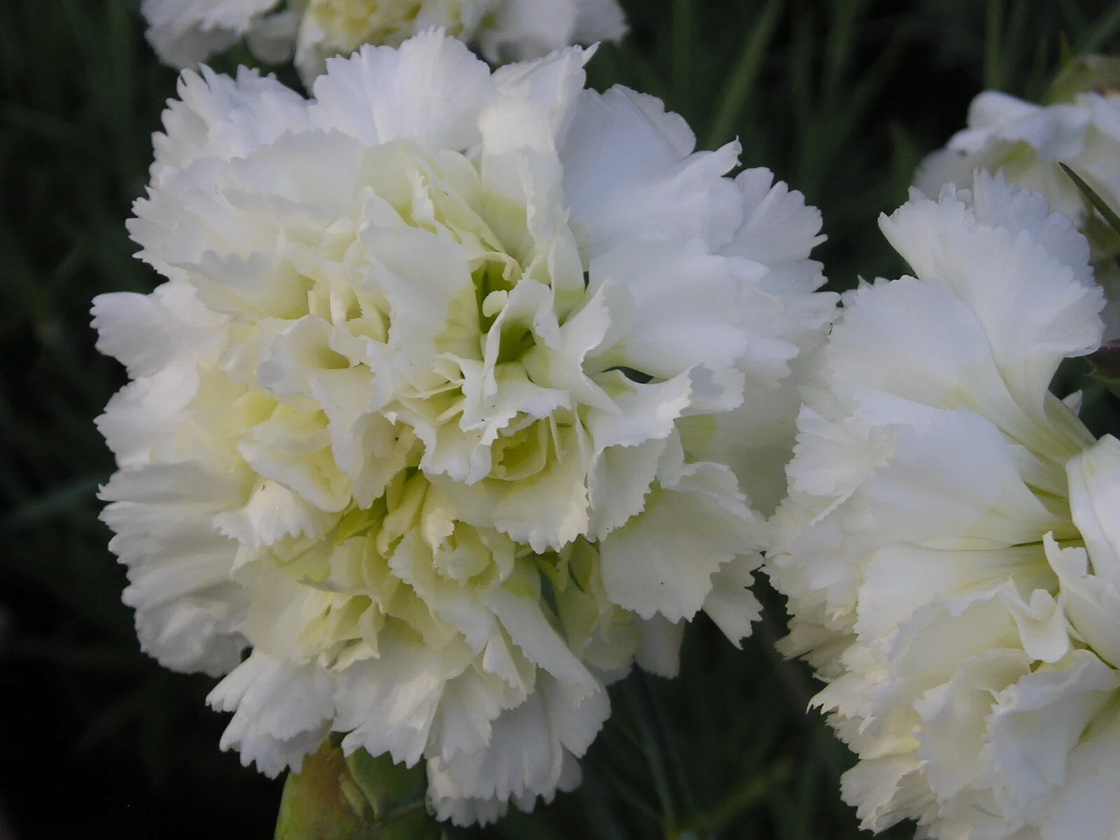 Dianthus 'Mrs. Sinkins'
