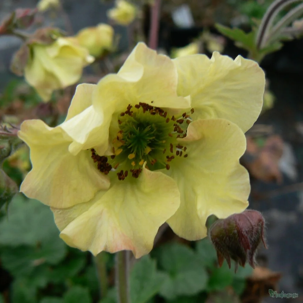Geum 'Lionel Cox'