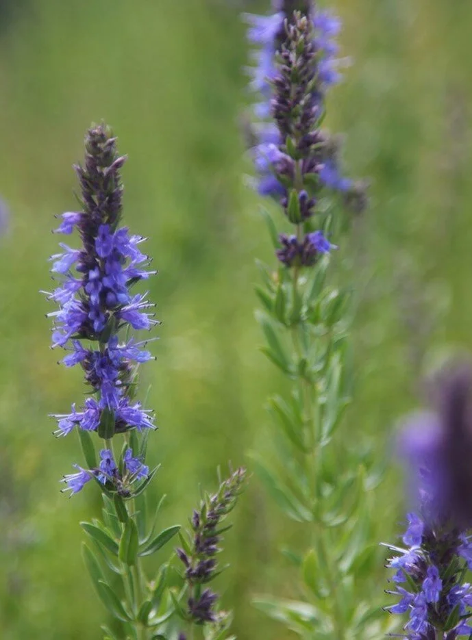 Hyssopus officinalis