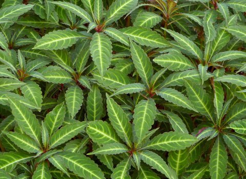 Impatiens omeiana