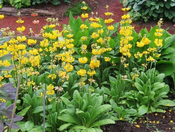 Primula prolifera