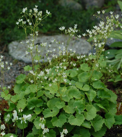 Saxifraga rotundifolia