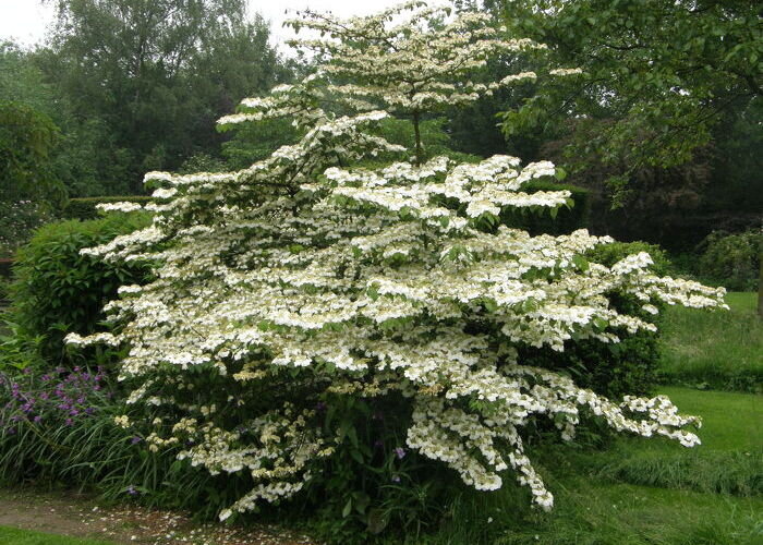 Viburnum plicatum 'Dart's Red Robin' — Caherhurley Nursery