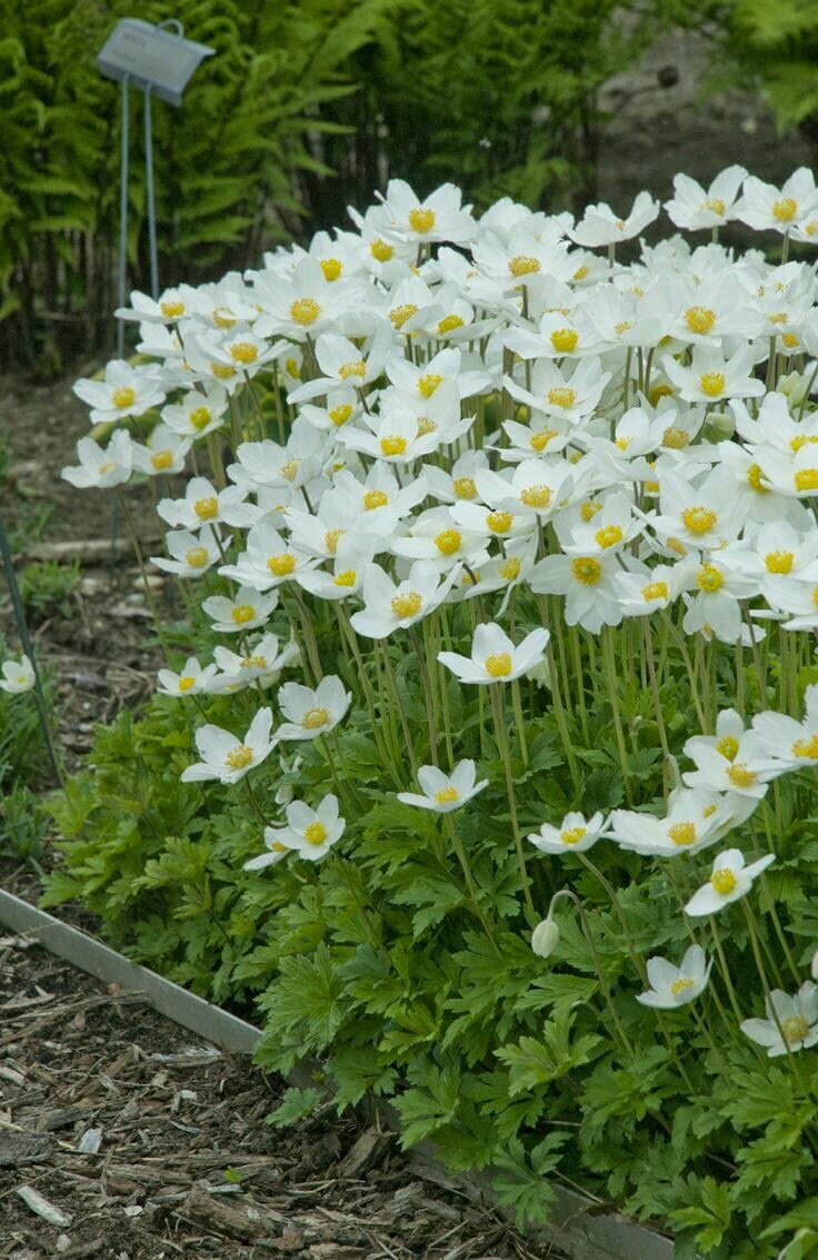 Anemone sylvestris