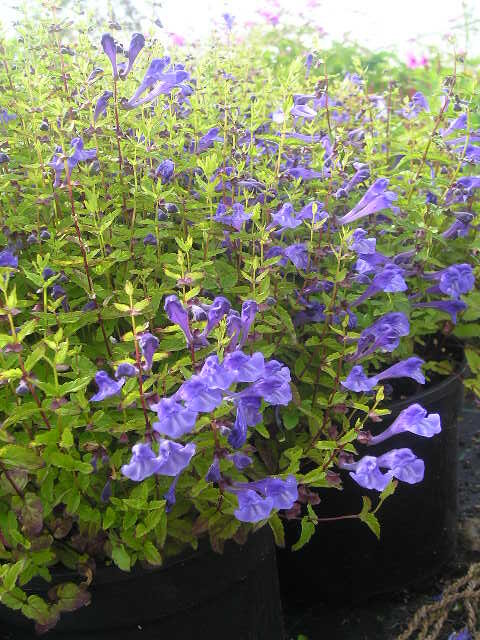 Scutellaria hastifolia