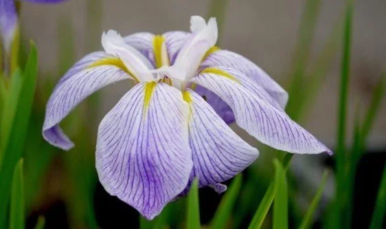 iris ensata.jpg