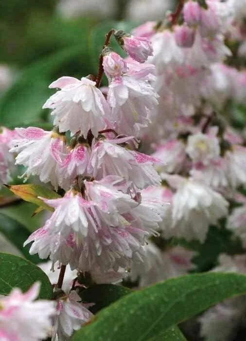 Deutzia crenata 'Pride of Rochester' — Caherhurley Nursery Deutzia crenata 'Pride of Rochester' — Caherhurley Nursery