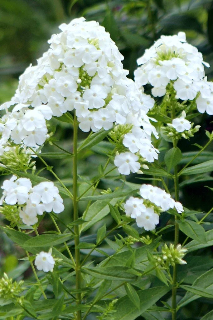 Phlox paniculata 'David'