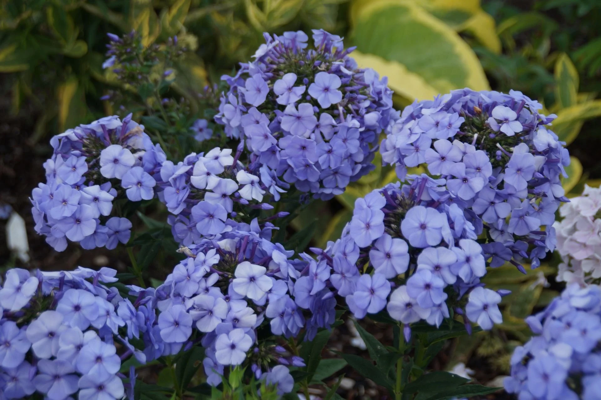 Phlox paniculata 'Donau'