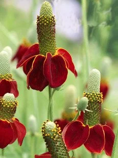 Ratibida columnifera pulcherrima 'Red Midget'