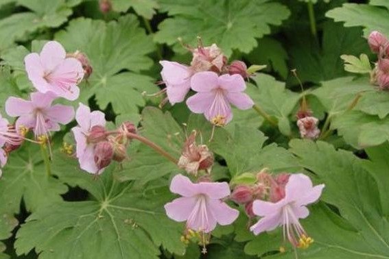 Geranium macrorrhizum 'Ingwersen' — Caherhurley Nursery